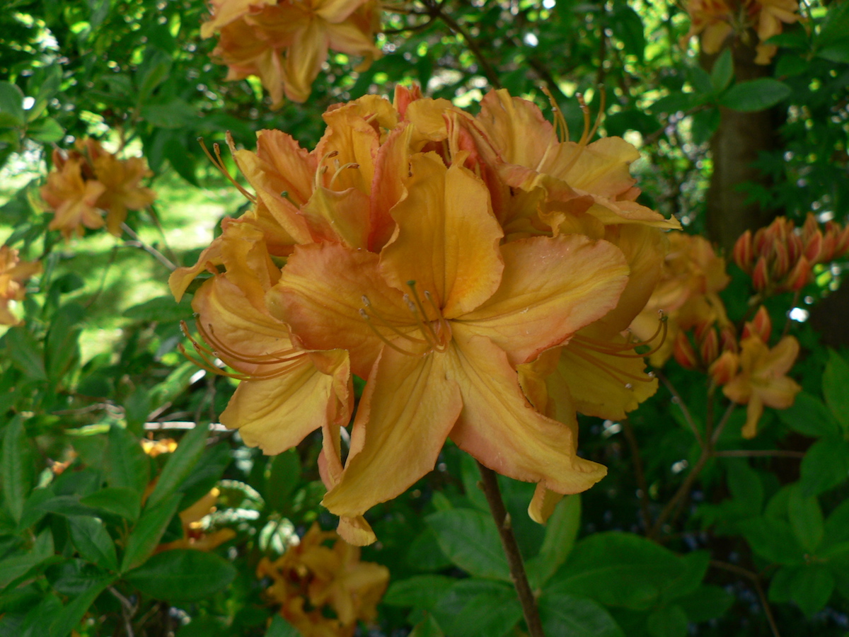Unknown hybrid